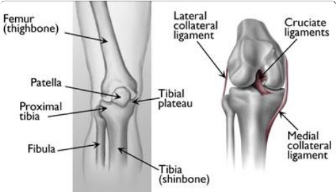 broken knee bone