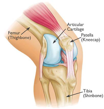 Kneecap Anatomy